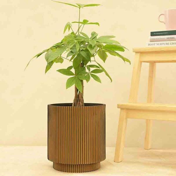 Pots & Planters | Ugaoo Planter Vase Cylinder Groove Garden Gold