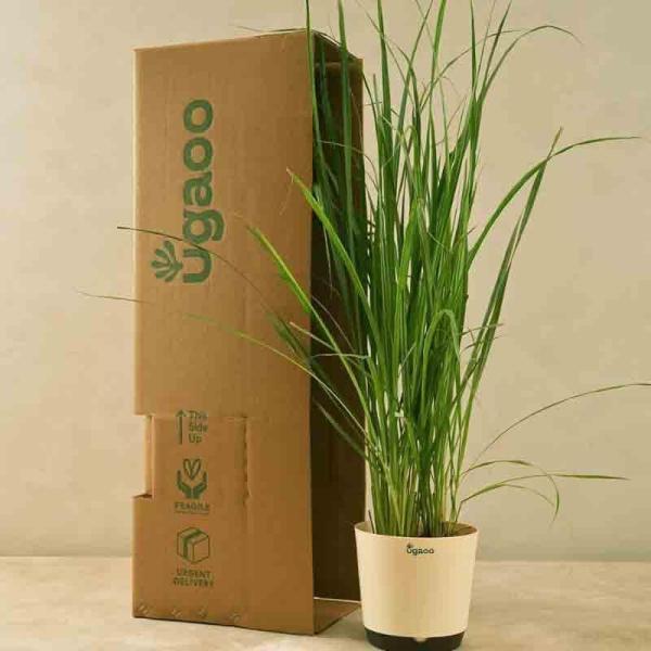 Plants & Seeds | Ugaoo Lemon Grass Plant Garden Plants & Seeds