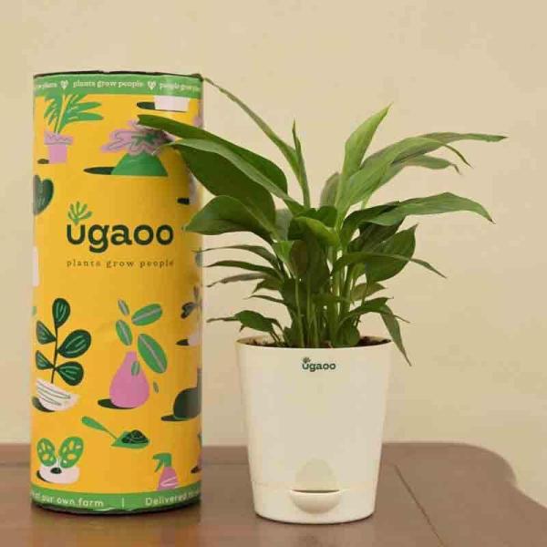 Plants & Seeds | Ugaoo Peace Lily Plant- Small Garden Plants & Seeds