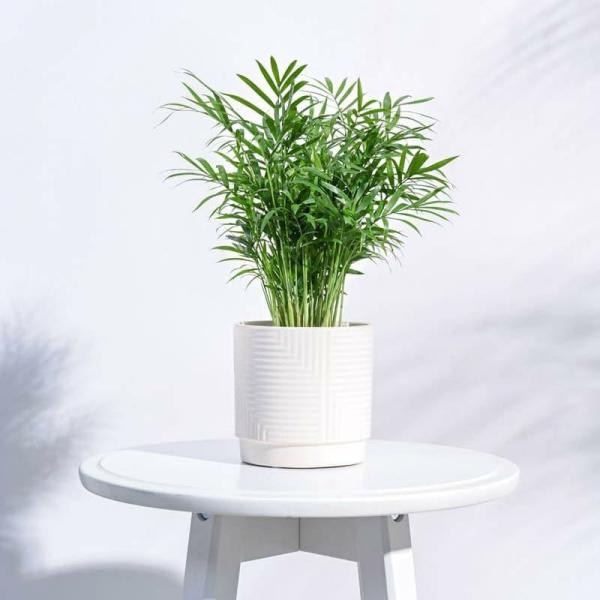 Pots & Planters | Micola Ceramic Planter Garden Pots & Planters